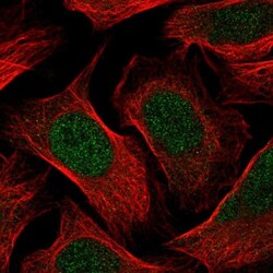 p107 Antibody, Novus Biologicals 0.1mL; Unlabeled:Antibodies, Polyclonal